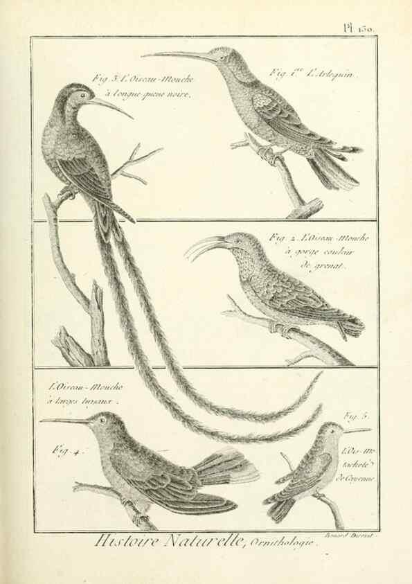 Reproducción/Reproduction 7850650026: Tableau encyclopédique et méthodique des trois règnes de la nature.. A Paris :Chez Mme. veuve Agasse ...,1823.