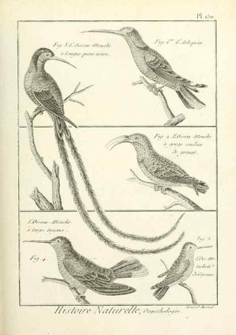Reproducción/Reproduction 7850650026: Tableau encyclopédique et méthodique des trois règnes de la nature.. A Paris :Chez Mme. veuve Agasse ...,1823.