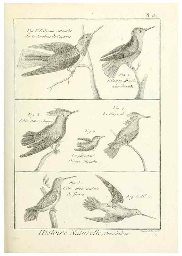 Reproducción/Reproduction 7850651358: Tableau encyclopédique et méthodique des trois règnes de la nature.. A Paris :Chez Mme. veuve Agasse ...,1823.
