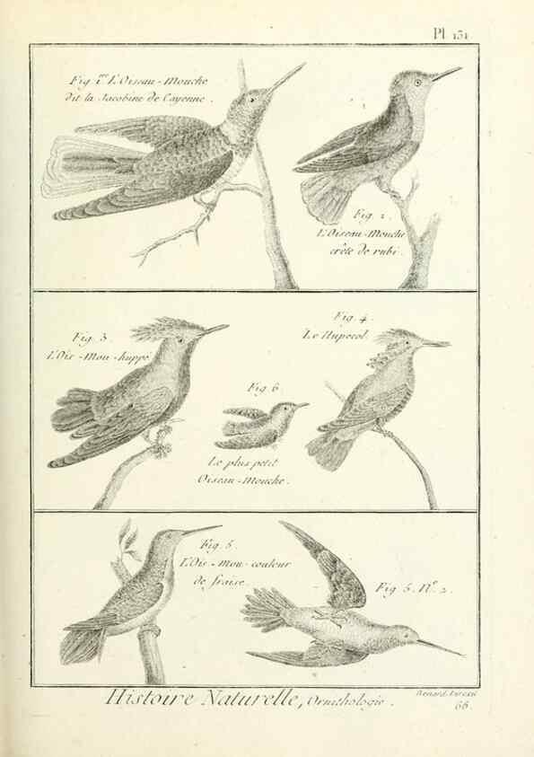 Reproducción/Reproduction 7850651358: Tableau encyclopédique et méthodique des trois règnes de la nature.. A Paris :Chez Mme. veuve Agasse ...,1823.