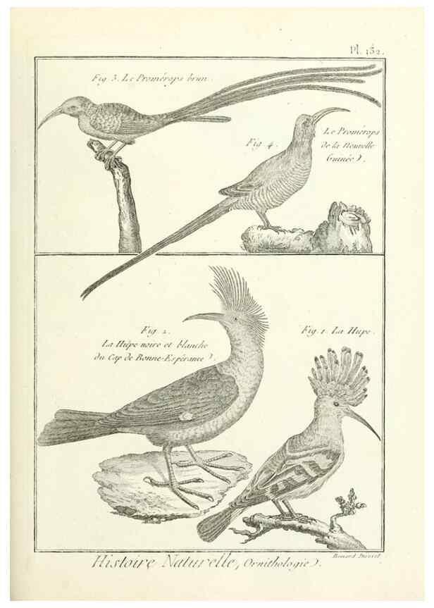 Reproducción/Reproduction 7850652318: Tableau encyclopédique et méthodique des trois règnes de la nature.. A Paris :Chez Mme. veuve Agasse ...,1823.