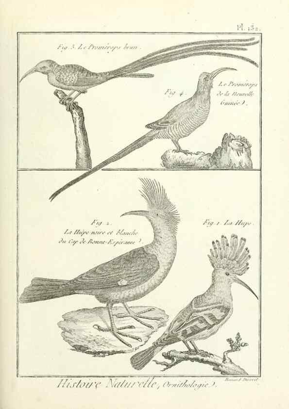 Reproducción/Reproduction 7850652318: Tableau encyclopédique et méthodique des trois règnes de la nature.. A Paris :Chez Mme. veuve Agasse ...,1823.