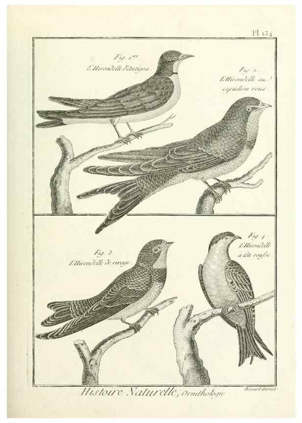 Reproducción/Reproduction 7850654572: Tableau encyclopédique et méthodique des trois règnes de la nature.. A Paris :Chez Mme. veuve Agasse ...,1823.