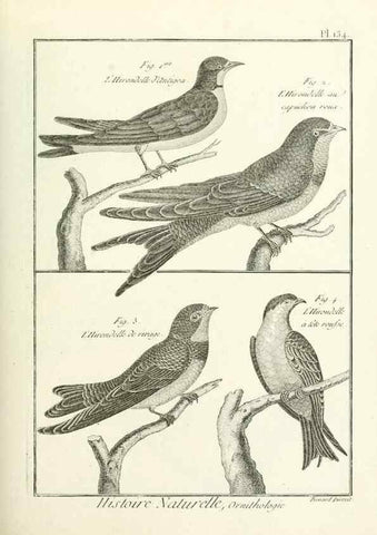Reproducción/Reproduction 7850654572: Tableau encyclopédique et méthodique des trois règnes de la nature.. A Paris :Chez Mme. veuve Agasse ...,1823.