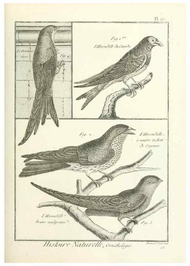 Reproducción/Reproduction 7850655680: Tableau encyclopédique et méthodique des trois règnes de la nature.. A Paris :Chez Mme. veuve Agasse ...,1823.