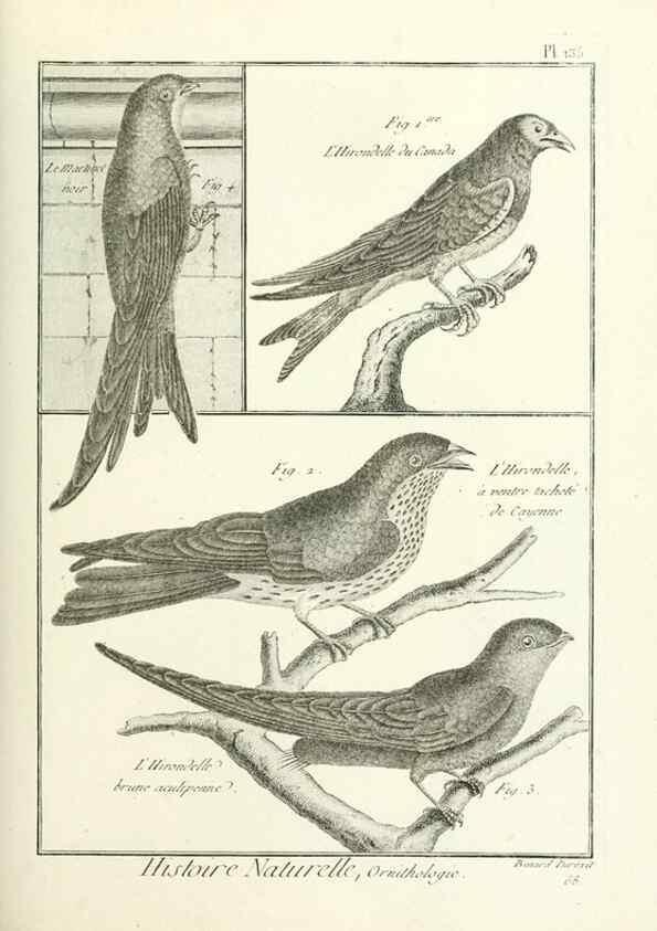 Reproducción/Reproduction 7850655680: Tableau encyclopédique et méthodique des trois règnes de la nature.. A Paris :Chez Mme. veuve Agasse ...,1823.