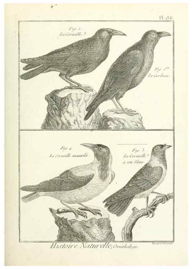 Reproducción/Reproduction 7850656746: Tableau encyclopédique et méthodique des trois règnes de la nature.. A Paris :Chez Mme. veuve Agasse ...,1823.
