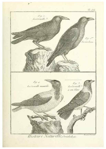 Reproducción/Reproduction 7850656746: Tableau encyclopédique et méthodique des trois règnes de la nature.. A Paris :Chez Mme. veuve Agasse ...,1823.