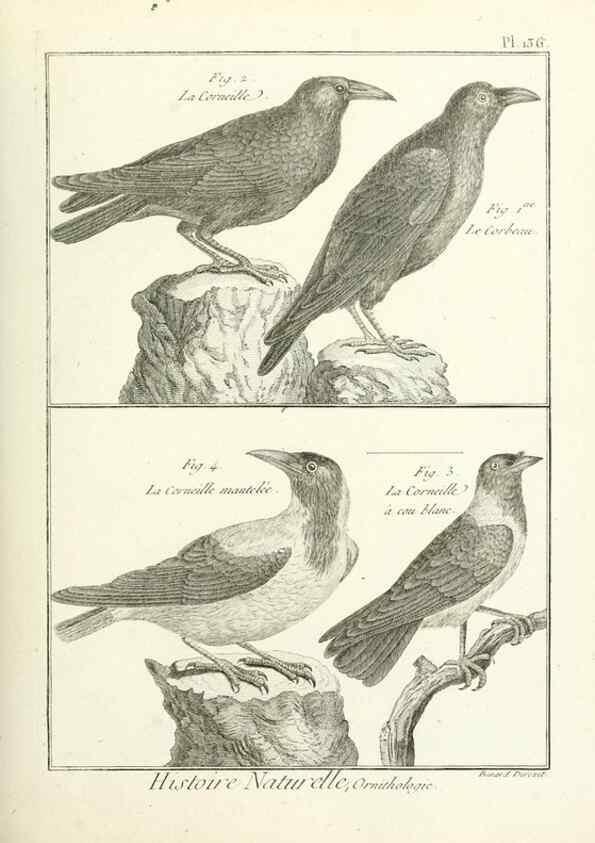 Reproducción/Reproduction 7850656746: Tableau encyclopédique et méthodique des trois règnes de la nature.. A Paris :Chez Mme. veuve Agasse ...,1823.