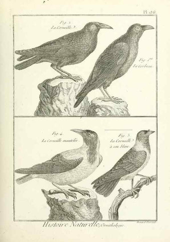 Reproducción/Reproduction 7850656746: Tableau encyclopédique et méthodique des trois règnes de la nature.. A Paris :Chez Mme. veuve Agasse ...,1823.