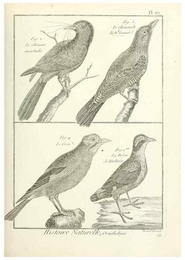 Reproducción/Reproduction 7850657798: Tableau encyclopédique et méthodique des trois règnes de la nature.. A Paris :Chez Mme. veuve Agasse ...,1823.