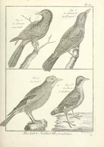 Reproducción/Reproduction 7850657798: Tableau encyclopédique et méthodique des trois règnes de la nature.. A Paris :Chez Mme. veuve Agasse ...,1823.