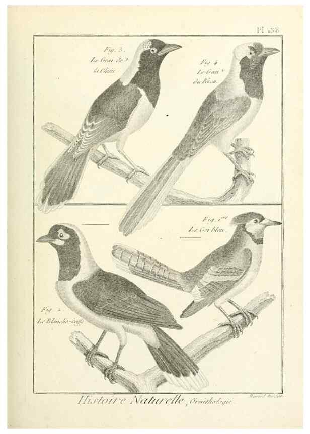 Reproducción/Reproduction 7850658734: Tableau encyclopédique et méthodique des trois règnes de la nature.. A Paris :Chez Mme. veuve Agasse ...,1823.