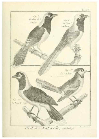 Reproducción/Reproduction 7850658734: Tableau encyclopédique et méthodique des trois règnes de la nature.. A Paris :Chez Mme. veuve Agasse ...,1823.