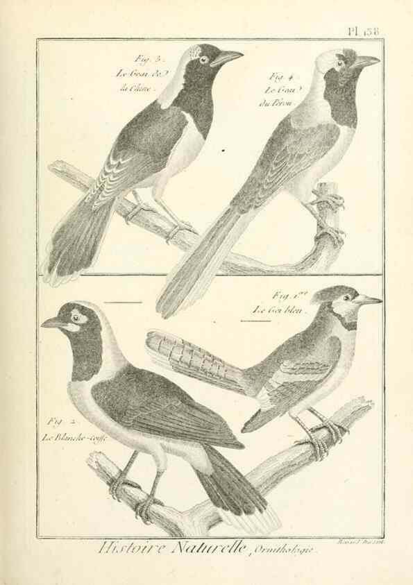 Reproducción/Reproduction 7850658734: Tableau encyclopédique et méthodique des trois règnes de la nature.. A Paris :Chez Mme. veuve Agasse ...,1823.