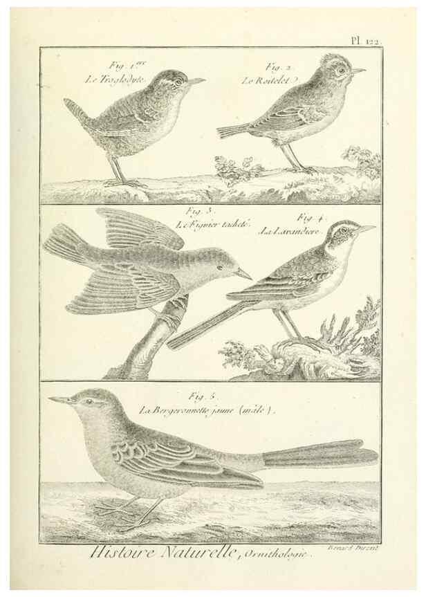 Reproducción/Reproduction 7850641404: Tableau encyclopédique et méthodique des trois règnes de la nature.. A Paris :Chez Mme. veuve Agasse ...,1823.