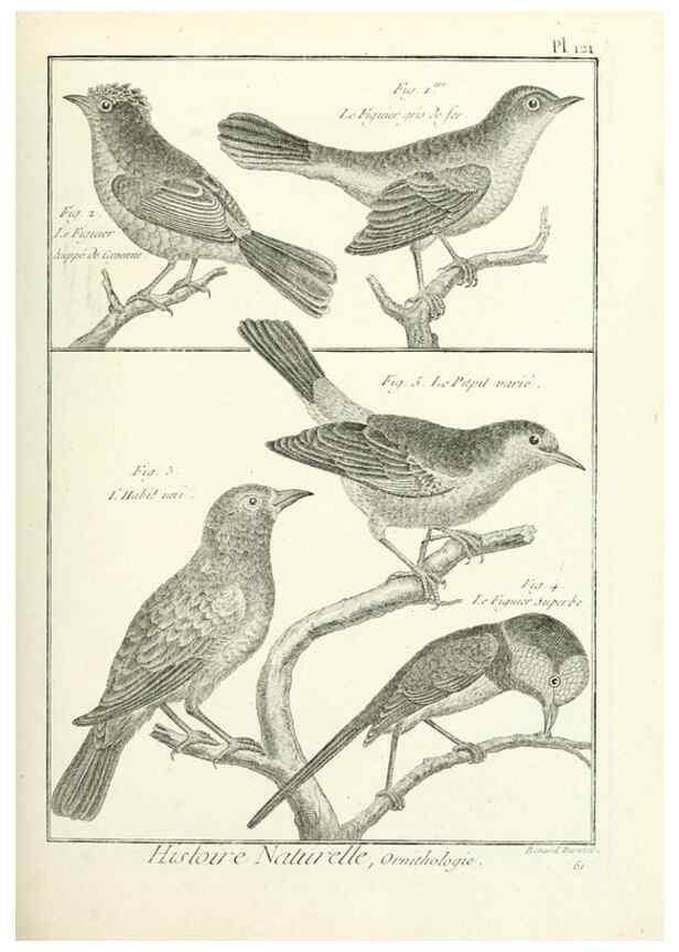 Reproducción/Reproduction 7850640340: Tableau encyclopédique et méthodique des trois règnes de la nature.. A Paris :Chez Mme. veuve Agasse ...,1823.