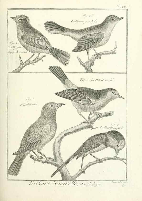 Reproducción/Reproduction 7850640340: Tableau encyclopédique et méthodique des trois règnes de la nature.. A Paris :Chez Mme. veuve Agasse ...,1823.