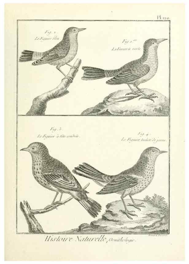 Reproducción/Reproduction 7850639212: Tableau encyclopédique et méthodique des trois règnes de la nature.. A Paris :Chez Mme. veuve Agasse ...,1823.