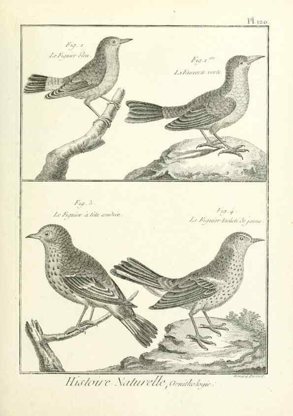 Reproducción/Reproduction 7850639212: Tableau encyclopédique et méthodique des trois règnes de la nature.. A Paris :Chez Mme. veuve Agasse ...,1823.