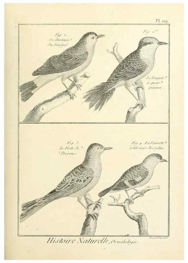 Reproducción/Reproduction 7850638168: Tableau encyclopédique et méthodique des trois règnes de la nature.. A Paris :Chez Mme. veuve Agasse ...,1823.