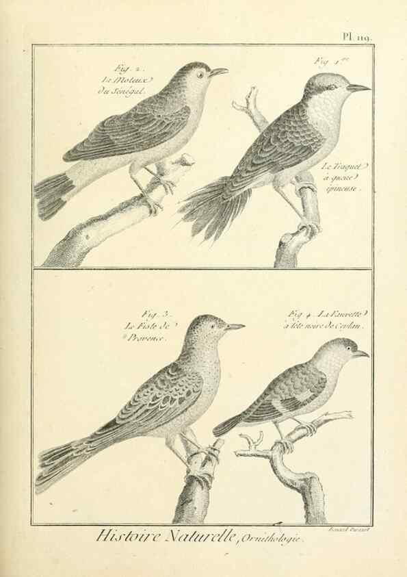 Reproducción/Reproduction 7850638168: Tableau encyclopédique et méthodique des trois règnes de la nature.. A Paris :Chez Mme. veuve Agasse ...,1823.