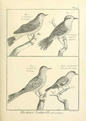 Reproducción/Reproduction 7850638168: Tableau encyclopédique et méthodique des trois règnes de la nature.. A Paris :Chez Mme. veuve Agasse ...,1823.