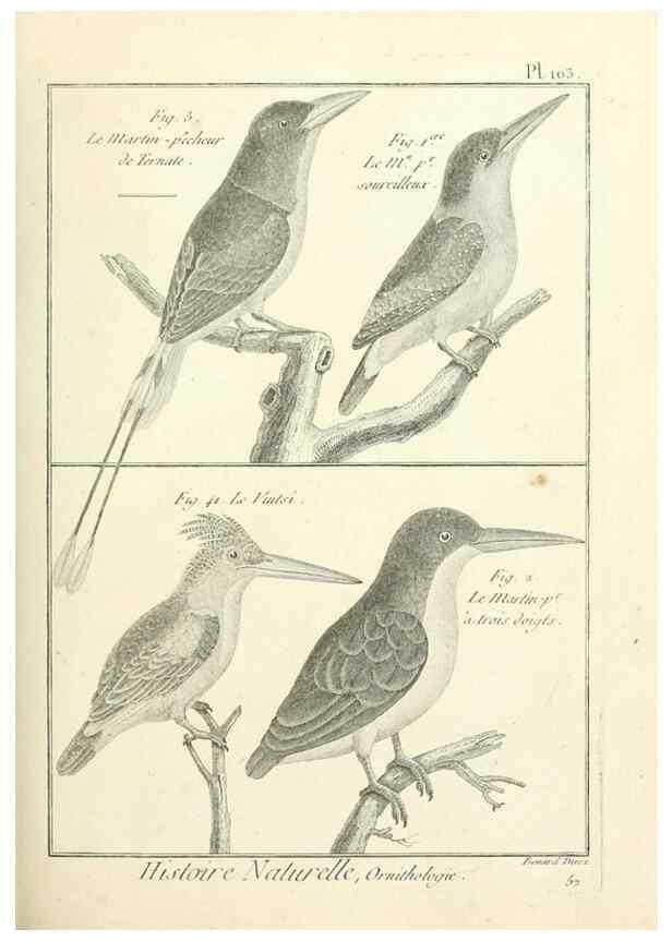 Reproducción/Reproduction 7850620310: Tableau encyclopédique et méthodique des trois règnes de la nature.. A Paris :Chez Mme. veuve Agasse ...,1823.