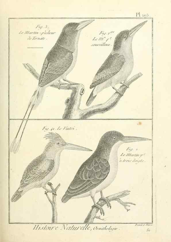 Reproducción/Reproduction 7850620310: Tableau encyclopédique et méthodique des trois règnes de la nature.. A Paris :Chez Mme. veuve Agasse ...,1823.