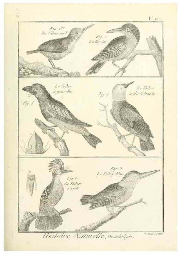 Reproducción/Reproduction 7850621328: Tableau encyclopédique et méthodique des trois règnes de la nature.. A Paris :Chez Mme. veuve Agasse ...,1823.