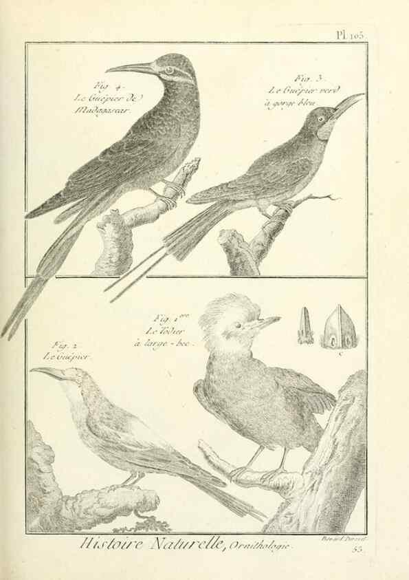 Reproducción/Reproduction 7850622308: Tableau encyclopédique et méthodique des trois règnes de la nature.. A Paris :Chez Mme. veuve Agasse ...,1823.