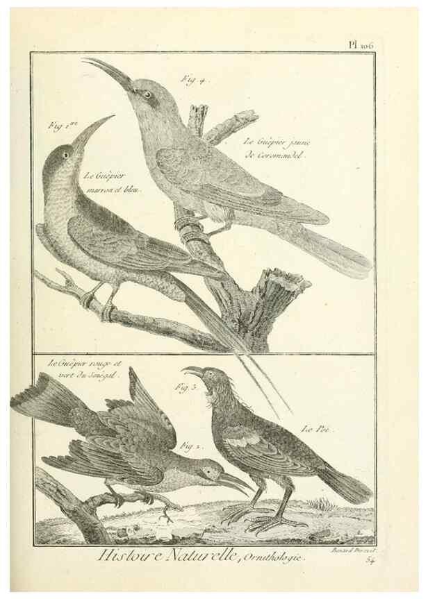 Reproducción/Reproduction 7850623320: Tableau encyclopédique et méthodique des trois règnes de la nature.. A Paris :Chez Mme. veuve Agasse ...,1823.