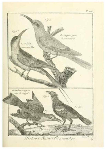 Reproducción/Reproduction 7850623320: Tableau encyclopédique et méthodique des trois règnes de la nature.. A Paris :Chez Mme. veuve Agasse ...,1823.