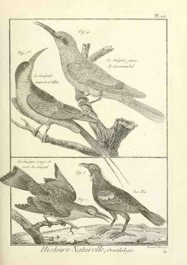 Reproducción/Reproduction 7850623320: Tableau encyclopédique et méthodique des trois règnes de la nature.. A Paris :Chez Mme. veuve Agasse ...,1823.