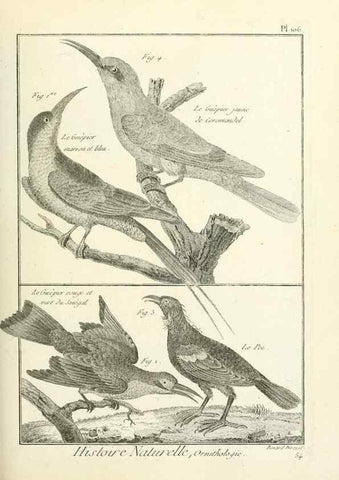 Reproducción/Reproduction 7850623320: Tableau encyclopédique et méthodique des trois règnes de la nature.. A Paris :Chez Mme. veuve Agasse ...,1823.