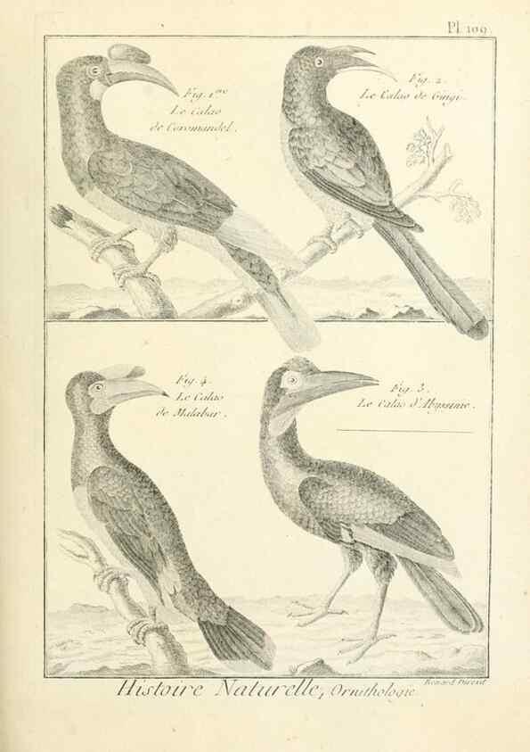 Reproducción/Reproduction 7850626862: Tableau encyclopédique et méthodique des trois règnes de la nature.. A Paris :Chez Mme. veuve Agasse ...,1823.
