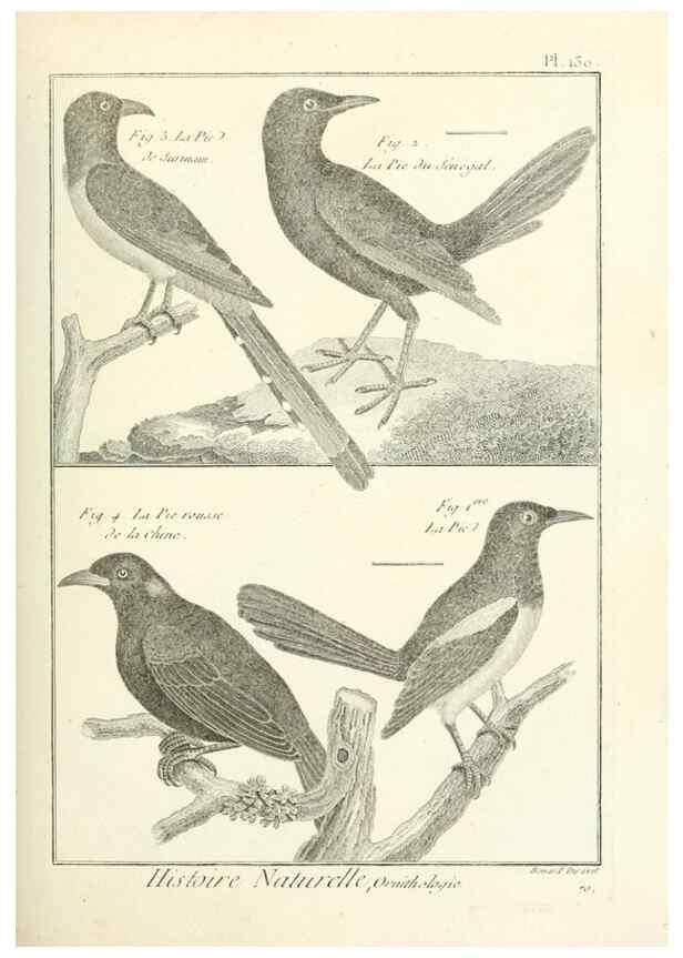 Reproducción/Reproduction 7850660008: Tableau encyclopédique et méthodique des trois règnes de la nature.. A Paris :Chez Mme. veuve Agasse ...,1823.