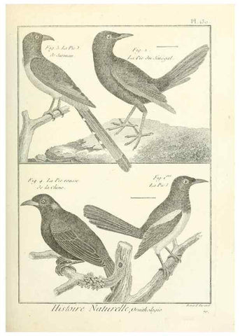 Reproducción/Reproduction 7850660008: Tableau encyclopédique et méthodique des trois règnes de la nature.. A Paris :Chez Mme. veuve Agasse ...,1823.