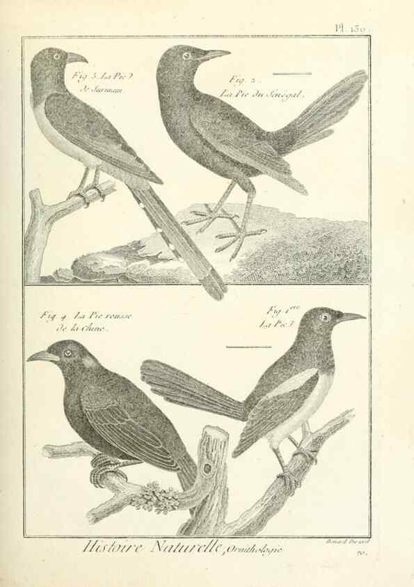 Reproducción/Reproduction 7850660008: Tableau encyclopédique et méthodique des trois règnes de la nature.. A Paris :Chez Mme. veuve Agasse ...,1823.