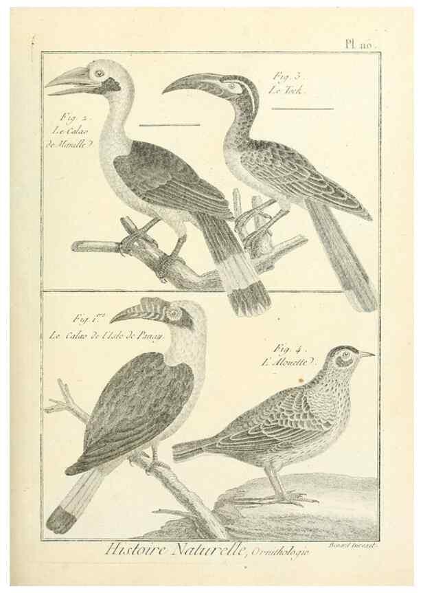 Reproducción/Reproduction 7850627866: Tableau encyclopédique et méthodique des trois règnes de la nature.. A Paris :Chez Mme. veuve Agasse ...,1823.