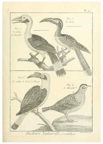 Reproducción/Reproduction 7850627866: Tableau encyclopédique et méthodique des trois règnes de la nature.. A Paris :Chez Mme. veuve Agasse ...,1823.