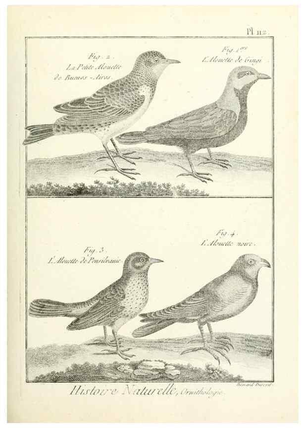 Reproducción/Reproduction 7850630126: Tableau encyclopédique et méthodique des trois règnes de la nature.. A Paris :Chez Mme. veuve Agasse ...,1823.