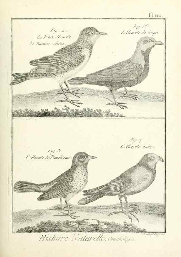 Reproducción/Reproduction 7850630126: Tableau encyclopédique et méthodique des trois règnes de la nature.. A Paris :Chez Mme. veuve Agasse ...,1823.