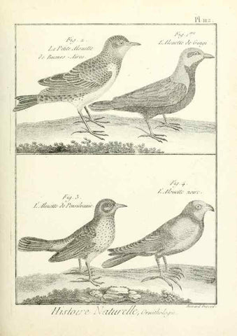 Reproducción/Reproduction 7850630126: Tableau encyclopédique et méthodique des trois règnes de la nature.. A Paris :Chez Mme. veuve Agasse ...,1823.