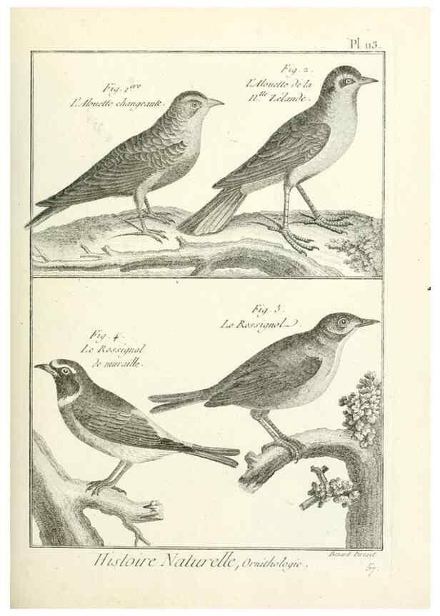 Reproducción/Reproduction 7850631208: Tableau encyclopédique et méthodique des trois règnes de la nature.. A Paris :Chez Mme. veuve Agasse ...,1823.