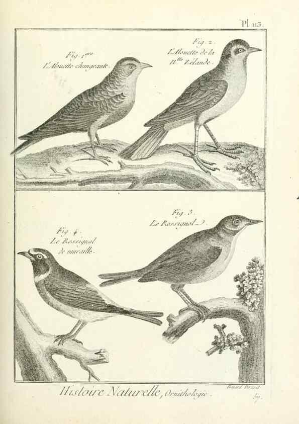 Reproducción/Reproduction 7850631208: Tableau encyclopédique et méthodique des trois règnes de la nature.. A Paris :Chez Mme. veuve Agasse ...,1823.
