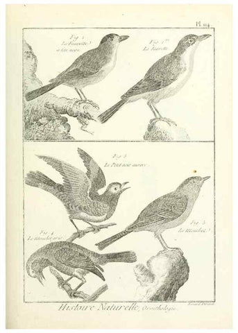 Reproducción/Reproduction 7850632352: Tableau encyclopédique et méthodique des trois règnes de la nature.. A Paris :Chez Mme. veuve Agasse ...,1823.