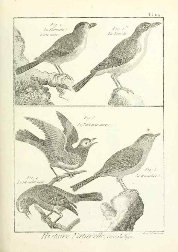 Reproducción/Reproduction 7850632352: Tableau encyclopédique et méthodique des trois règnes de la nature.. A Paris :Chez Mme. veuve Agasse ...,1823.