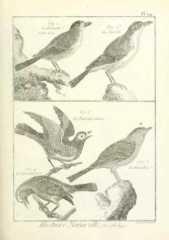 Reproducción/Reproduction 7850632352: Tableau encyclopédique et méthodique des trois règnes de la nature.. A Paris :Chez Mme. veuve Agasse ...,1823.