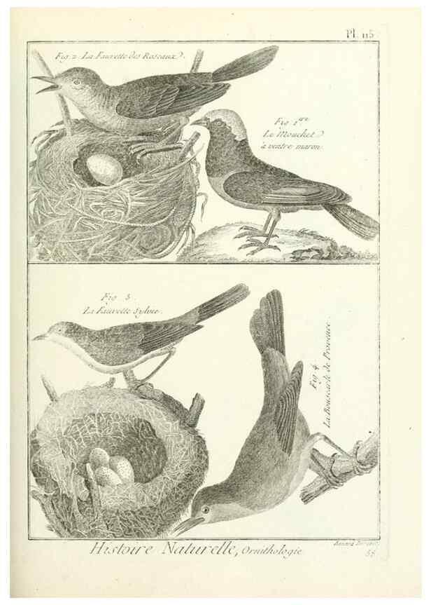 Reproducción/Reproduction 7850633522: Tableau encyclopédique et méthodique des trois règnes de la nature.. A Paris :Chez Mme. veuve Agasse ...,1823.